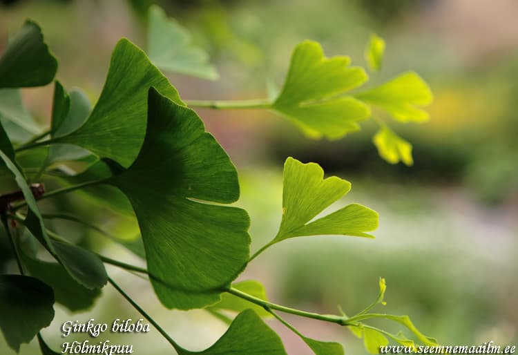 Ginkgo biloba Hõlmikpuu